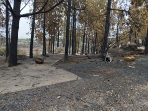 נזקי השריפה הגדולה בפארק עוצבות השריון לטרון - צילום: מורן יונה אליאן