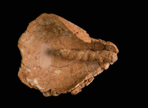 נר ובו פתילת בד מהקדומות הידועות בעולם. צילום דפנה גזית